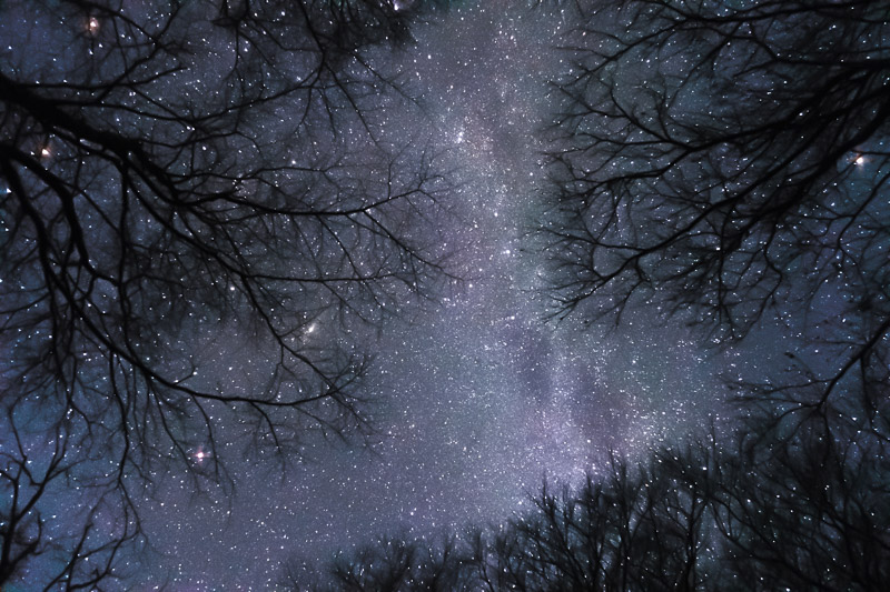 Et kig mod stjernehimlen op gennem trætoppene fra Møns Klint
