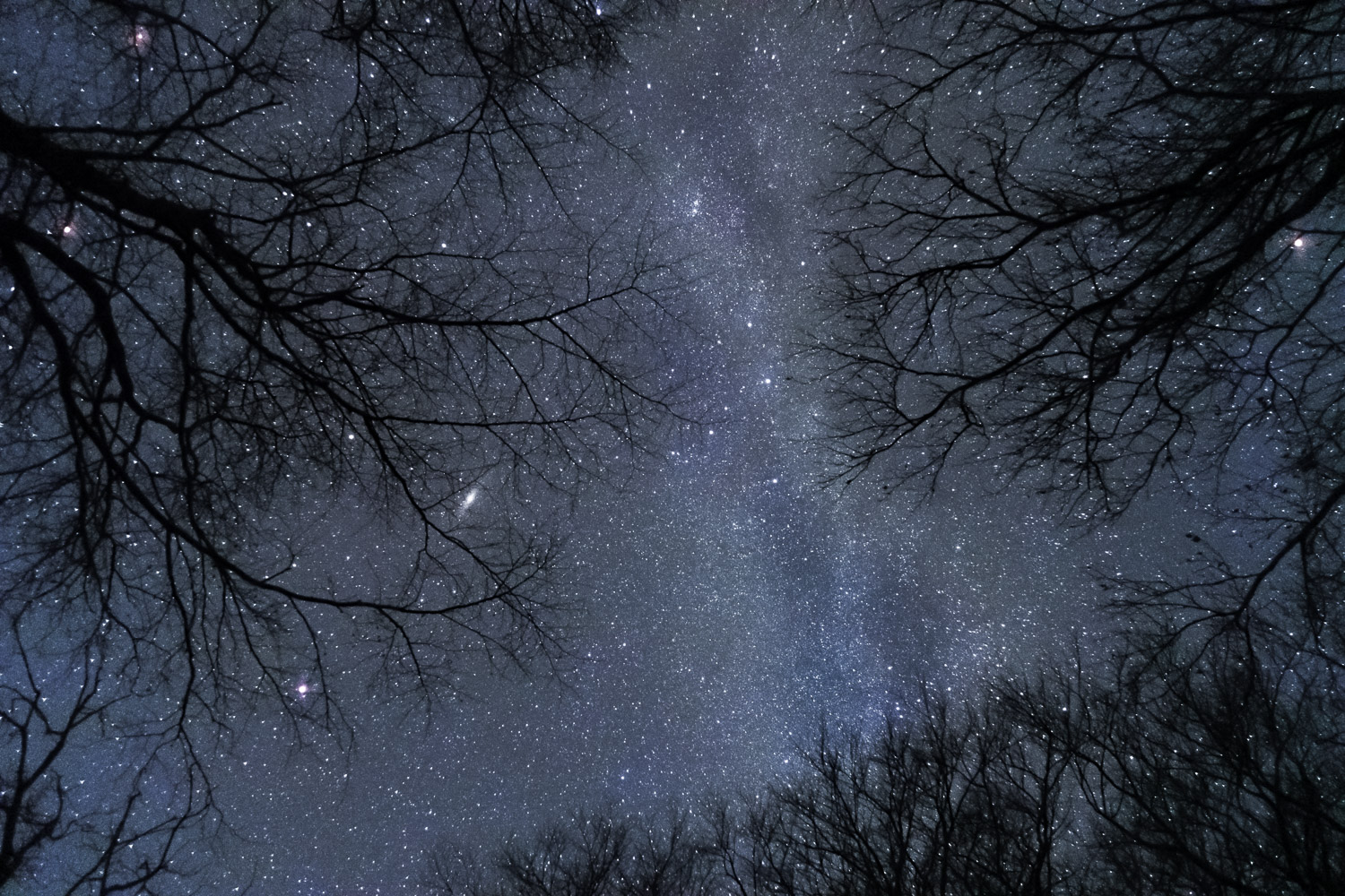 You can buy this  astronomy poster of the Milky way seen through the tree crowns in Dark Sky Moen as a Hahnemühle giclee printed fine art poster in A1 or A2 format.
