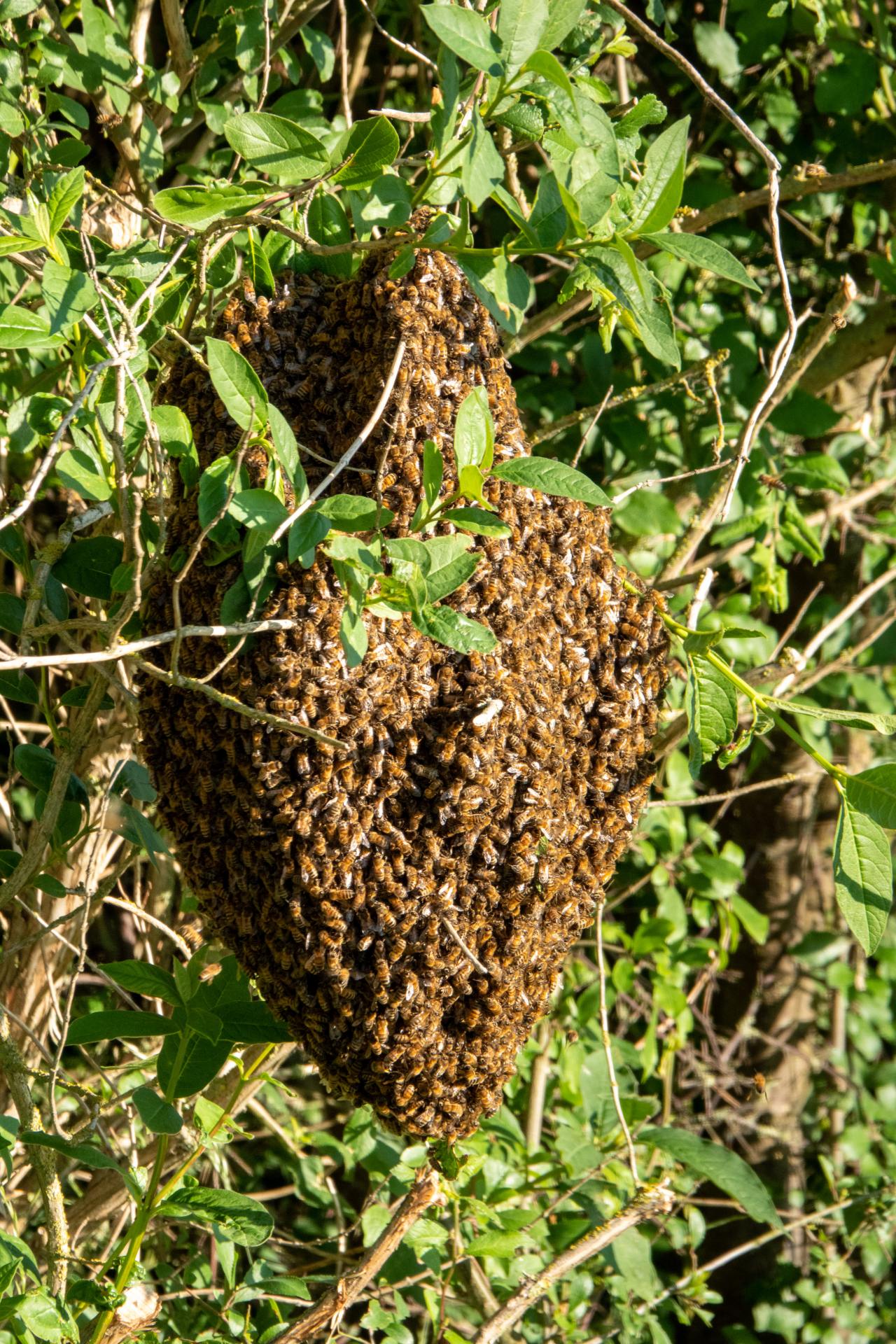bee, insect, hive, honey, swarm, fly, group, honey bee, work, bier, insekter, bikube, bisværm, honning