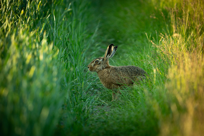 Haren, et af mest amlimindeligste støttetandede dyr i agerlandet