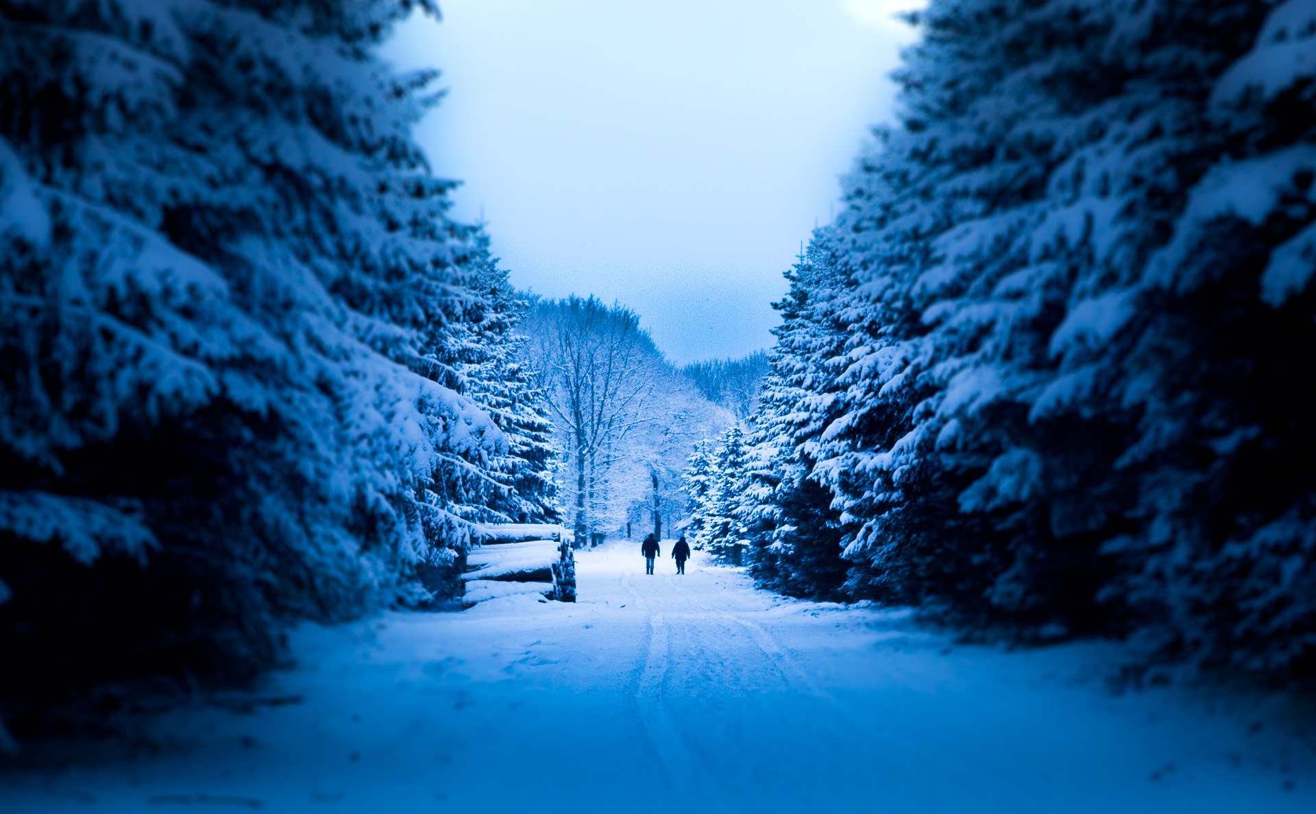 Hvad er bdre end en tur i skoven når sneen ligger tykt. Den snedækkede Greens Plantage ligger i SydkystDanmark