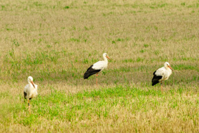 Storkene besøger Næstved en flot sensommerdag hvor mange aflagde markerne et besøg.